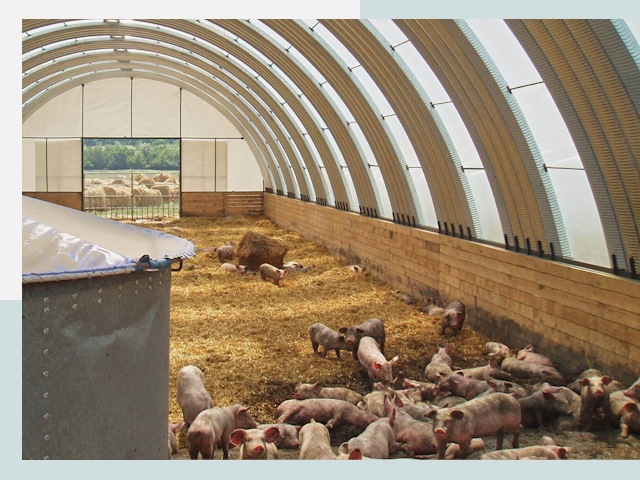 Строительство свинарников в таре
